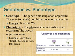 Genotype vs. Phenotype
 Genotype – The genetic makeup of an organism;
The gene (or allele) combination an organism has.
 Example: Tt, ss, GG, Ww
 Phenotype – The physical characteristics of an
organism; The way an
organism looks
 Example: Curly hair,
straight hair, blue eyes,
tall, green
 