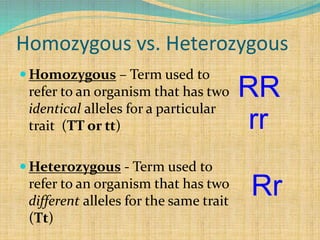 Homozygous vs. Heterozygous
 Homozygous – Term used to
refer to an organism that has two
identical alleles for a particular
trait (TT or tt)
 Heterozygous - Term used to
refer to an organism that has two
different alleles for the same trait
(Tt)
RR
Rr
rr
 