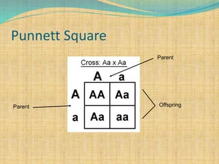 Punnett Square
Parent
Parent Offspring
 