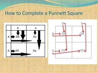 How to Complete a Punnett Square
 