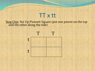 TT x tt
Step One: Set Up Punnett Square (put one parent on the top
and the other along the side)
T T
t
t
 