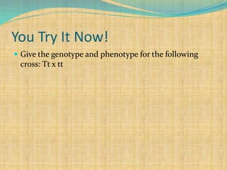 You Try It Now!
 Give the genotype and phenotype for the following
cross: Tt x tt
 