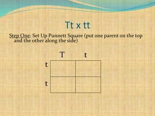 Tt x tt
Step One: Set Up Punnett Square (put one parent on the top
and the other along the side)
T t
t
t
 