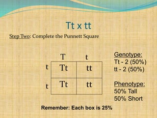 Tt x tt
Step Two: Complete the Punnett Square
T t
t
t
Tt tt
Tt tt
Genotype:
Tt - 2 (50%)
tt - 2 (50%)
Phenotype:
50% Tall
50% Short
Remember: Each box is 25%
 