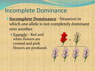Incomplete Dominance
 Incomplete Dominance - Situation in
which one allele is not completely dominant
over another.
 Example – Red and
white flowers are
crossed and pink
flowers are produced.
 