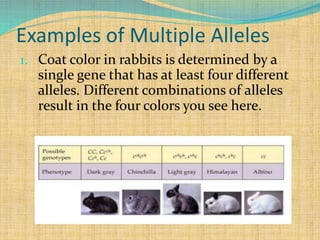 Examples of Multiple Alleles
1. Coat color in rabbits is determined by a
single gene that has at least four different
alleles. Different combinations of alleles
result in the four colors you see here.
 