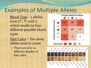 Examples of Multiple Alleles
2. Blood Type – 3 alleles
exist (IA, IB, and i),
which results in four
different possible blood
types
3. Hair Color – Too many
alleles exist to count
 There are over 20
different shades of
hair color.
 