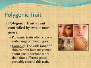 Polygenic Trait
 Polygenic Trait - Trait
controlled by two or more
genes.
 Polygenic traits often show a
wide range of phenotypes.
 Example: The wide range of
skin color in humans comes
about partly because more
than four different genes
probably control this trait.
 