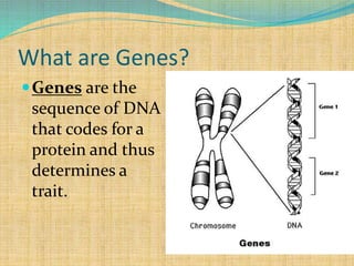 What are Genes?
Genes are the
sequence of DNA
that codes for a
protein and thus
determines a
trait.
 