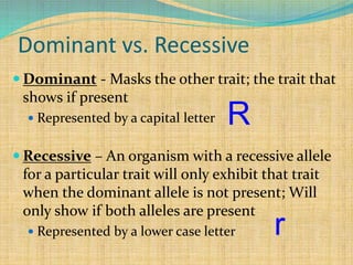 Dominant vs. Recessive
 Dominant - Masks the other trait; the trait that
shows if present
 Represented by a capital letter
 Recessive – An organism with a recessive allele
for a particular trait will only exhibit that trait
when the dominant allele is not present; Will
only show if both alleles are present
 Represented by a lower case letter
R
r
 