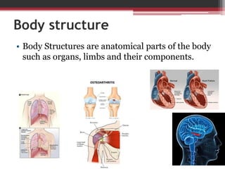Body structure
• Body Structures are anatomical parts of the body
such as organs, limbs and their components.
 