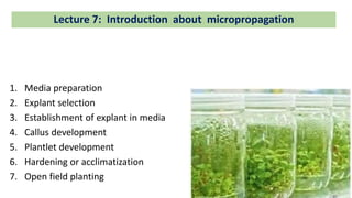 1. Media preparation
2. Explant selection
3. Establishment of explant in media
4. Callus development
5. Plantlet development
6. Hardening or acclimatization
7. Open field planting
Lecture 7: Introduction about micropropagation
 