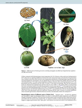 3
Vol.:(0123456789)
Scientific Reports | (2021) 11:6205 | https://doi.org/10.1038/s41598-021-85689-2
www.nature.com/scientificreports/
20 days compared with hydropriming at room temperature for 24 h. However, when seeds were hydroprimed at
40 °C, there were no significant differences between hot water and normal water on the duration for germination
time. Similarly, interaction effect between water temperature and duration of hydropriming on germination rate
was found significant. Germination rate was significantly (P ≤ 0.05) increased from 56.89% with 24 h to 76.89%
with hydropriming at 72 h under room temperature condition. However, when seeds hydroprimed at 40 °C, the
germination rate was reduced at 49.78% with 72 h from 77.33% with 24 h priming. Thus, the best interaction
result was obtained from hydropriming with hot water for 24 h (Table 1). The positive effects of seed priming
have been noticed previously to increase the germination rate for many ­
species42,43
. In this experiment, low ger-
mination rate with long hydropriming (72 h) at 40 °C was probably due to the damage of cell. On the other hand,
high germination rate with short hydropriming (24 h) at 40 °C was probably due to the fact that physiologically
active state of pre-germinated seeds was improved. Priming with hot water is known to increase imbibition,
which stimulates germination related biochemical activities, and ultimately weaken the ­
endosperm44,45
.
Morphological study of different parts of Monk fruit.  Vegetative parts.  At both the vegetative
and reproductive stages, morphological studies were done to understand the plant adaptations and behavioral
changes in Palampur conditions. It has been observed that mature seeds of monk fruit show radial striae and fur-
rows while side view possess erose margins (Fig. 1a), which are similar to earlier description given by ­
Swingle1
.
Epigeal or epigeous germination (Epi = upon; geal = soil) behavior was observed, which is the established rule in
Figure 1.  
Different parts of Siraitia grosvenorii, seed (a); pentangular stem (b); heart shaped leaf (c); napiform
root (d); and fruit (e).
Content courtesy of Springer Nature, terms of use apply. Rights reserved
 