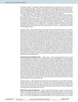 4
Vol:.(1234567890)
Scientific Reports | (2021) 11:6205 | https://doi.org/10.1038/s41598-021-85689-2
www.nature.com/scientificreports/
Cucurbitaceae ­family46,47
. In Palampur conditions, the length of plant was recorded up to 15 m, whereas 3–5 m
has been reported from ­
China1,48
. Its stem is weak, herbaceous, climber, angular, and green in color (Fig. 1b).
Stem is pentangular with ridges and furrows. Stem surface is covered by small hair like outgrowth. It has alter-
nate type of branching pattern. The length of internodes was up to 30 cm, whereas only 3–9 cm long internodes
have been reported in Chinese ­
conditions1
. A few members of Cucurbitaceae are perennial in nature, out of
which 50% are ­
dioecious49,50
. Monk fruit is one of the perennial dioecious of Cucurbitaceae.
Though, the leaf’s shape was not different from earlier ­
reports1,48
, the size was relatively larger under Palam-
pur conditions (Fig. 1c). We have registered leaf size up to 32 cm long and 25 cm wide. However, earlier it has
been reported about 12–23 × 5–17 ­
cm1,48
. At initial growth stage, branched tap root was noticed, but at active
growth stage it was looked like a napiform root, which was about 10–20 cm in diameter (Fig. 1d). In contrary,
fusiform and sub-globose types of roots (10–15 cm) have been reported in earlier ­
reports1,48
. The matured fruits
were pepo type, which is an indehiscent fleshy single-celled many-seeded berry (Fig. 1e). Most of the fruits
were globose or oblong with 5–7 cm in length and 4–˗7 cm diameter in Palampur conditions, which are little
bit smaller than earlier reported (6-11 cm long and 3–-8 cm broad) from China 1,48
. The variation in fruit shape
among the cultivars and/or populations has been already reported. The square-round shape has been reported
for Pufengqingpi ­
cultivar51
.
Reproductive parts.  The unisexual flowers were observed in the axil of leaf. Male flowers were in racemose
inflorescence. Female flowers were arranged either solitary in the axil of leaf or in racemose cluster (2–5 in
number). Both flowers were characterized by yellow in color, pedicellate, ebracteate, incomplete, actinomorphic,
pentamerous, and regular (Fig. 2a,b). Bract was not observed. Both male and female flowers were incomplete
since androecium and gynoecium were not found in the same flower. Female flowers were epigynous with floral
parts such as the petals and stamens were attached to the upper part of the ovary. Syncarpous ovary with fused
carpels was observed, and inferior ovary positioned below the floral parts. In female flower, two groups of two
fused staminodes (Fig. 2h) and one single staminode were observed. In our studies, simple style and trifid stigma
with bifid lobes were observed (Fig. 2g), whereas 3-lobed and sometimes each bifid lobe have been reported
from ­China1
. At the time of full blooming stage, the ovary size was recorded about 15 × 8 mm. Five sepals which
were observed in both the flowers (male and female), were green in color and united at the base (Fig. 2i,j). Five
free-petals were arranged in quincuncial aestivation, in which two petals or sepals were positioned internally
and two petals or sepals were placed externally, and the fifth part was situated externally at the margin and two
of the petals (nos. 1 and 2). In spite of five stamens in male, they appeared as three with two groups of two fused
stamens forming two compound stamens (Fig. 2e) and one simple stamen (Fig. 2f). In male flower, anther pos-
sesses a single pollen-locule of S-shaped with outer descending arm (longer) and inner ascending arm (shorter).
Pistillode (sterile pistil) is not found in male flower, although it is usually present in many genera of Cucurbita-
ceae. Corolla size of male flower was up to 4.5 cm long and 3.8 cm wide (Fig. 2c), which was larger than earlier
reported by Anmin and ­
Jeffrey48
. Based on our studies, the floral diagram and formula (Fig. 2) have been devel-
oped for both male and female flowers.
Anatomical study of different parts.  Vegetative parts.  The structural organizations of leaf, stem and
root of monk fruit were studied (Fig. 3). It was observed that stem was pentangular with ridges and furrows,
and vascular bundles were arranged in two rings at the base of each furrow and ridge (Fig. 3a). Vascular bundles
were bicollateral, closed, and endarch (metaxylem present towards the periphery and protoxylem towards the
center). Scanning electron microscopy (SEM) images revealed that protoxylem contained narrow vessels and
cell wall thickenings in the form of rings or helices, whereas metaxylem contained larger vessels and cell wall
thickenings in the form of transverse bars like ladder (Fig. 3d). Transverse section of leaf through midrib region
(Fig. 3b) showed hydrocentric or concentric amphicribral vascular bundles (xylem lies towards the center and
are completely surrounded by phloem) (Fig. 3e). Both the leaf surfaces were covered with hair like outgrowths
known as trichomes, which are multicellular uniseriate (Fig. 3g,h). Paracytic type stomata were observed on the
ventral surface (lower epidermis) of leaf. The guard cells were surrounded by two subsidiary cells that positioned
parallel to the long axis of pore and guard cells (Fig. 3i). Differences in trichomes density were observed between
male and female plant leaves (Fig. 3g,h). The higher trichomes density was observed in ventral surface of male
leaves compared with ventral surface of female leaves (Fig. 3g,h). However, higher stomatal density was observed
in ventral surface of female leaves than male leaves. Transverse section of lateral root showed that the vascular
bundles were radial (Fig. 3c). The closed view of xylem and phloem (Fig. 3f) showed that xylem was in ring
shaped and phloem was small compressed cells.
Reproductive organs.  Male and female flower petals surfaces of monk fruit were covered with the small mul-
ticellular uniseriate hair like trichomes. Close microscopic view of vertically dissected ovary is presented in
Fig. 4a,b. Microscopic view reveals that ovary is trilocular (ovary consists three chambers) having two ovules
in each chamber or locule (Fig.  4c,d). Similar observations have been reported by ­
Swingle1
through serial
microtome cross-sections study of ovary. Ovules were borne at the center of an ovary on an axis formed from
joined septa showing axile placentation (Fig. 4a,b).
Reproductive stage and behaviors.  We have categorized the reproductive stage in five distinct phases
such as (i) bud stage (ii) partially open (iii) fully open flower (iv) wilting stage and finally (v) senescent stage
(Table 2). Our study revealed that ovary at bud stage of female flower was reddish green in color, size varied
from 1–5 mm in length and stigma was not visible. In partially opened flower, the color of the ovary was reddish
green, 7–9 mm in size, and stigma lobes were visible and yellow in color. In fully open flower, ovary remained
Content courtesy of Springer Nature, terms of use apply. Rights reserved
 