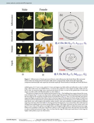 5
Vol.:(0123456789)
Scientific Reports | (2021) 11:6205 | https://doi.org/10.1038/s41598-021-85689-2
www.nature.com/scientificreports/
reddish green; 10–15 mm in size, pedicel 4–9 mm and stigma was fully visible and yellowish in color. In wilted
stage, color of the ovary was reddish brown, 7–9 mm in size, pedicel 4–7 mm, stigma was fully visible and yel-
low in color. At senescent stage, ovary converted into brown in color, 4–6 mm in size, pedicel also 4–6 mm, and
stigma was fully visible with blackish yellow in color (Table 2).
Receptivity of stigma was also studied and presented in Fig. 5. The bubbling from stigma showed the recep-
tivity of stigma (Fig. 5). As per our observation, anthesis stage (full opened) of the female flower bud was found
the best stage for the receptivity of pollen grains for fertilization (Fig. 5c). Thus, it is clear that fully open flower
stigma has higher receptivity than others, and it is the best stage for fertilization for fruits setting. It could be an
immense practical important for manual pollination during commercial cultivation as it is a dioecious plant. In
male flower, size, color, length of the pedicel, anther texture, color and availability of pollen grains at different
stages have also been observed (Table 2). During male bud development, it was noticed that color of the bud was
changed from reddish green to brown during different stages. The length of petiole was also varied, and it was
up to 15 mm. Color of the anthers was bright yellow and changed to light yellow at wilted and senescence stage.
Pollens were available in fully open male flower, yellow in color, bright and sticky, after that they became black
in color at wilted and senescent stage. Thus, it is clear that the stage III (fully open male flower) is best stage for
highly viable pollens as per our observation.
Figure 2.  
Different parts of Siraitia grosvenorii flowers, male inflorescence (a); female flower (b); male petal
dorsal surface (c); female petal dorsal surface (d); stamen compound (e); simple stamen (f); stigma (g);
compound staminode (h); male sepals (i); and female sepals (j). Floral formula of male (k) and female (l) flower.
Content courtesy of Springer Nature, terms of use apply. Rights reserved
 