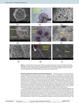 6
Vol:.(1234567890)
Scientific Reports | (2021) 11:6205 | https://doi.org/10.1038/s41598-021-85689-2
www.nature.com/scientificreports/
Flowering, pollination behavior and fruit development.  The flowering pattern, pollination behavior
and fruit setting time were also recorded to draw a complete life-cycle of monk fruit in a new agro-climatic
conditions. The data showed that male flowers were appeared earlier than female flowers during the experi-
mental years. This result was probably due to the fact that male plant entered into the reproductive phase earlier
compared with female plant. In another study, it has been reported that male flowers bloom 2 weeks before the
first female flowers in Momordica charantia during long day ­
conditions52
. The shifting of flowering season was
also observed in this investigation. In 2018, flowering season started in the mid of July, and September was peak
month; however, in 2019, flowering season started in mid of May, and August was peak month. The shifting of
flowering season and differences in duration of flowering might be due to age difference of the plant or changes
of weather parameters (Fig. 6), which influenced the flowering related physiological activities. In contrast, flow-
ering season of monk fruit is May–July in ­
China48
. This difference might be due to climatic factors.
To test the possibility of natural pollination, few numbers of female flowers were left without disturbance and
any physical obstacle in the field conditions. All the female flowers were dried up along with the petals (Fig. 7a).
Vectors like honeybees and ants were seen in male flowers, but these insects did not visit female flowers. This
phenomenon indicates that the chance of absence of nectar in female flower of monk fruit is very high. Similar
observation has been reported in Momordica species, in which male flowers possess nectar, pollen and fatty oils,
while female flowers contain only fatty ­
oil53
. The another possible cause of failure for natural pollination was short
life of female flowers (2 days). Thus, manual pollination technique is practiced in China for fruit ­
setting54
. The
Figure 3.  
Scanning electron microscopic (SEM) micrographs of transverse sections of stem (a); leaf through
midrib (b); root (c); vascular bundle of stem showing metaxylem, protoxylem and phloem (d); vascular bundle
of leaf (e); root section showing xylem and phloem (f); lower surface of male leaf (g); lower surface of female
leaf with magnifying view of trichome (h); and stomata on lower epidermis (i).
Content courtesy of Springer Nature, terms of use apply. Rights reserved
 