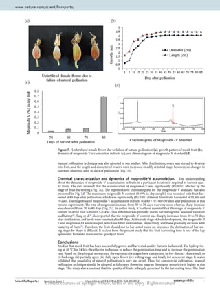 9
Vol.:(0123456789)
Scientific Reports | (2021) 11:6205 | https://doi.org/10.1038/s41598-021-85689-2
www.nature.com/scientificreports/
manual pollination technique was also adopted in our studies. After fertilization, ovary was started to develop
into fruit, and the length and diameter of ovaries were increased steadily at initial stage; however, no changes in
size were observed after 40 days of pollination (Fig. 7b).
Chemical characterization and dynamics of mogroside‑V accumulation.  The understanding
about the dynamics of mogroside-V accumulation in fruits in a particular location is required to harvest qual-
ity fruits. The data revealed that the accumulation of mogroside-V was significantly (P ≤ 0.01) affected by the
stage of fruit harvesting (Fig. 7c). The representative chromatogram for the mogroside-V standard has also
presented in Fig. 7d. The maximum mogroside-V content (0.69% in dry sample) was recorded with fruit har-
vested at 80 days after pollination, which was significantly (P ≤ 0.01) different from fruits harvested at 50, 60, and
70 days. The magnitude of mogroside-V accumulation in fruits was 80 > 70 > 60 > 50 days after pollination in this
present experiment. The rate of mogroside increase from 50 to 70 days was very slow, whereas sharp increase
was observed from 70 to 80 days (Fig. 7c). In earlier study, it has been reported that the range of mogroside-V
content in dried fruit is from 0.5–1.4%6
. This difference was probably due to harvesting time, seasonal variation
and ­habitat35
. Tang et al.33
also reported that the mogroside-V content was sharply increased from 50 to 70 days
after fertilization, and levels were constant after 85 days. At the early stage of fruit development, the mogroside II
E and mogroside III are developed, which are bitter and tasteless, respectively, and these gradually decrease with
maturity of ­
fruits35
. Therefore, the fruit should not be harvested based on size since the distinction of harvest-
ing stages by shape is difficult. It is clear from the present study that the fruit harvesting time is one of the key
agronomic factors to maintain the quality of fruits.
Conclusions
It is fact that monk fruit has been successfully grown and harvested quality fruits in Indian soil. The hydroprim-
ing at 40 °C for 24 h is the effective technique to reduce the germination time and to increase the germination
rate. Based on the physical appearance the reproductive stages have categorized in five distinct phases such as
(i) bud stage (ii) partially open (iii) fully open flower (iv) wilting stage and finally (v) senescent stage. It is also
validated that possibility of natural pollination is very less or nil. Thus, for commercial cultivation, manual
pollination technique should be adopted at fully open flowering stage as the stigma receptivity is higher at this
stage. This study also examined that the quality of fruits is largely governed by the harvesting time. The fruit
Figure 7.  
Unfertilized female flower due to failure of natural pollination (a); growth pattern of monk fruit (b);
dynamic of mogroside-V accumulation in fruits (c); and chromatogram of mogroside-V standard (d).
Content courtesy of Springer Nature, terms of use apply. Rights reserved
 