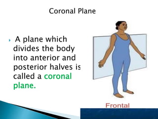  A plane which
divides the body
into anterior and
posterior halves is
called a coronal
plane.
Coronal Plane
 