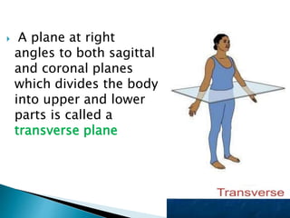  A plane at right
angles to both sagittal
and coronal planes
which divides the body
into upper and lower
parts is called a
transverse plane
 