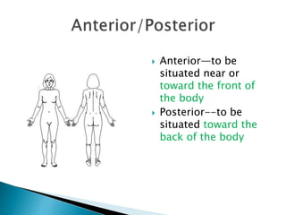  Anterior—to be
situated near or
toward the front of
the body
 Posterior--to be
situated toward the
back of the body
 