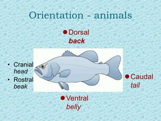 Orientation - animals
• Cranial
head
• Rostral
beak
Caudal
tail
Dorsal
back
Ventral
belly
 