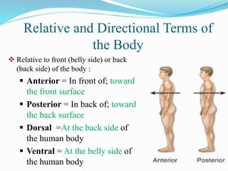 Relative and Directional Terms of
the Body
 Relative to front (belly side) or back
(back side) of the body :
 Anterior = In front of; toward
the front surface
 Posterior = In back of; toward
the back surface
 Dorsal =At the back side of
the human body
 Ventral = At the belly side of
the human body
 