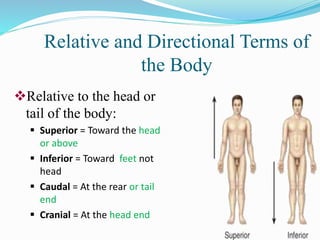 Relative and Directional Terms of
the Body
Relative to the head or
tail of the body:
 Superior = Toward the head
or above
 Inferior = Toward feet not
head
 Caudal = At the rear or tail
end
 Cranial = At the head end
 