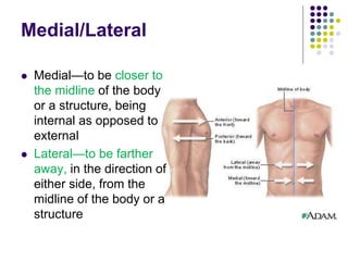 Medial/Lateral
 Medial—to be closer to
the midline of the body
or a structure, being
internal as opposed to
external
 Lateral—to be farther
away, in the direction of
either side, from the
midline of the body or a
structure
 
