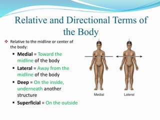 Relative and Directional Terms of
the Body
 Relative to the midline or center of
the body:
 Medial = Toward the
midline of the body
 Lateral = Away from the
midline of the body
 Deep = On the inside,
underneath another
structure
 Superficial = On the outside
 