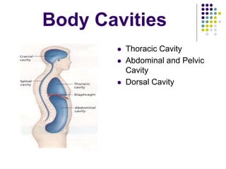 Body Cavities
 Thoracic Cavity
 Abdominal and Pelvic
Cavity
 Dorsal Cavity
 