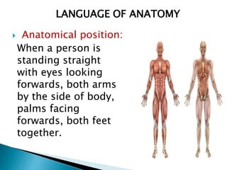  Anatomical position:
When a person is
standing straight
with eyes looking
forwards, both arms
by the side of body,
palms facing
forwards, both feet
together.
LANGUAGE OF ANATOMY
 