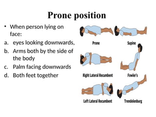 Prone Reference Image Comprehensive Introduction to Human Anatomy: Terms, Planes, and ...