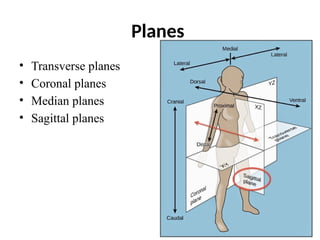 Normal Cardinal Plane Comprehensive Introduction to Human Anatomy: Terms, Planes, and ...