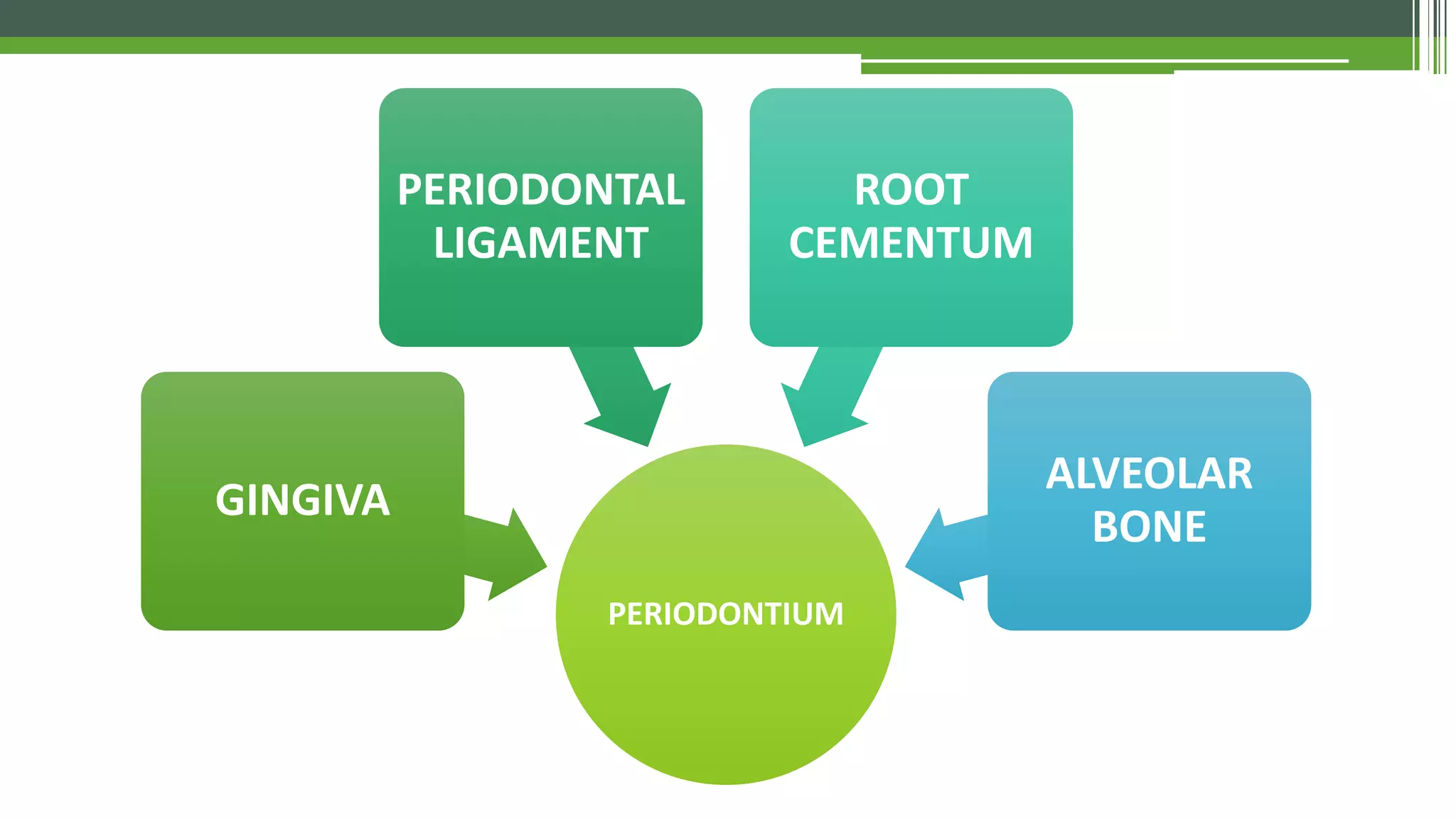 Clinical Periodontology - Introduction & Anatomy | PDF