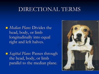 Introduction anatomy 2 2021 | PPT