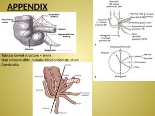 Introduction and Basics of Ultrasonography.pptx