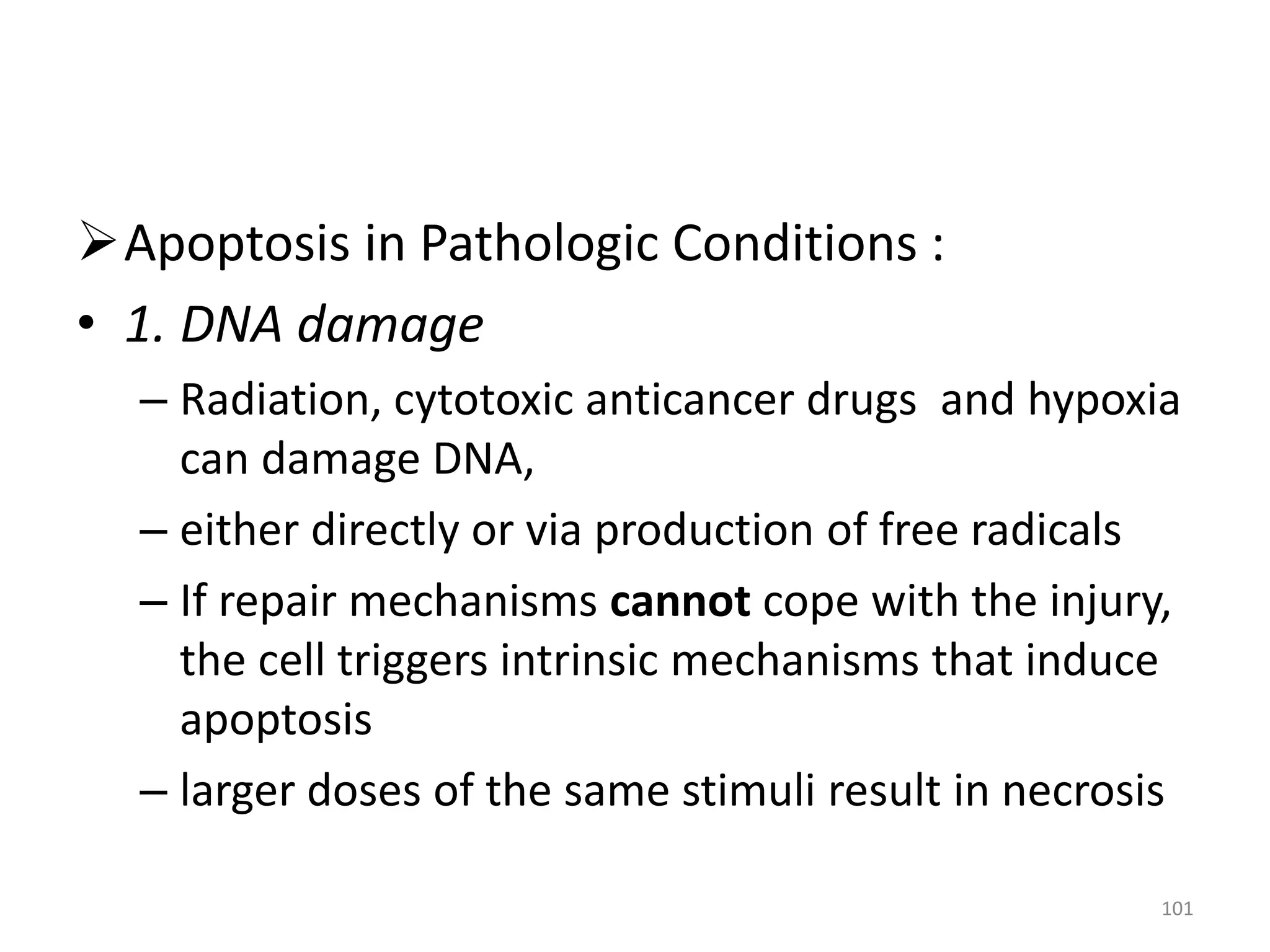 Apoptosis in Pathologic Conditions :
• 1. DNA damage
– Radiation, cytotoxic anticancer drugs and hypoxia
can damage DNA,
– either directly or via production of free radicals
– If repair mechanisms cannot cope with the injury,
the cell triggers intrinsic mechanisms that induce
apoptosis
– larger doses of the same stimuli result in necrosis
101
 