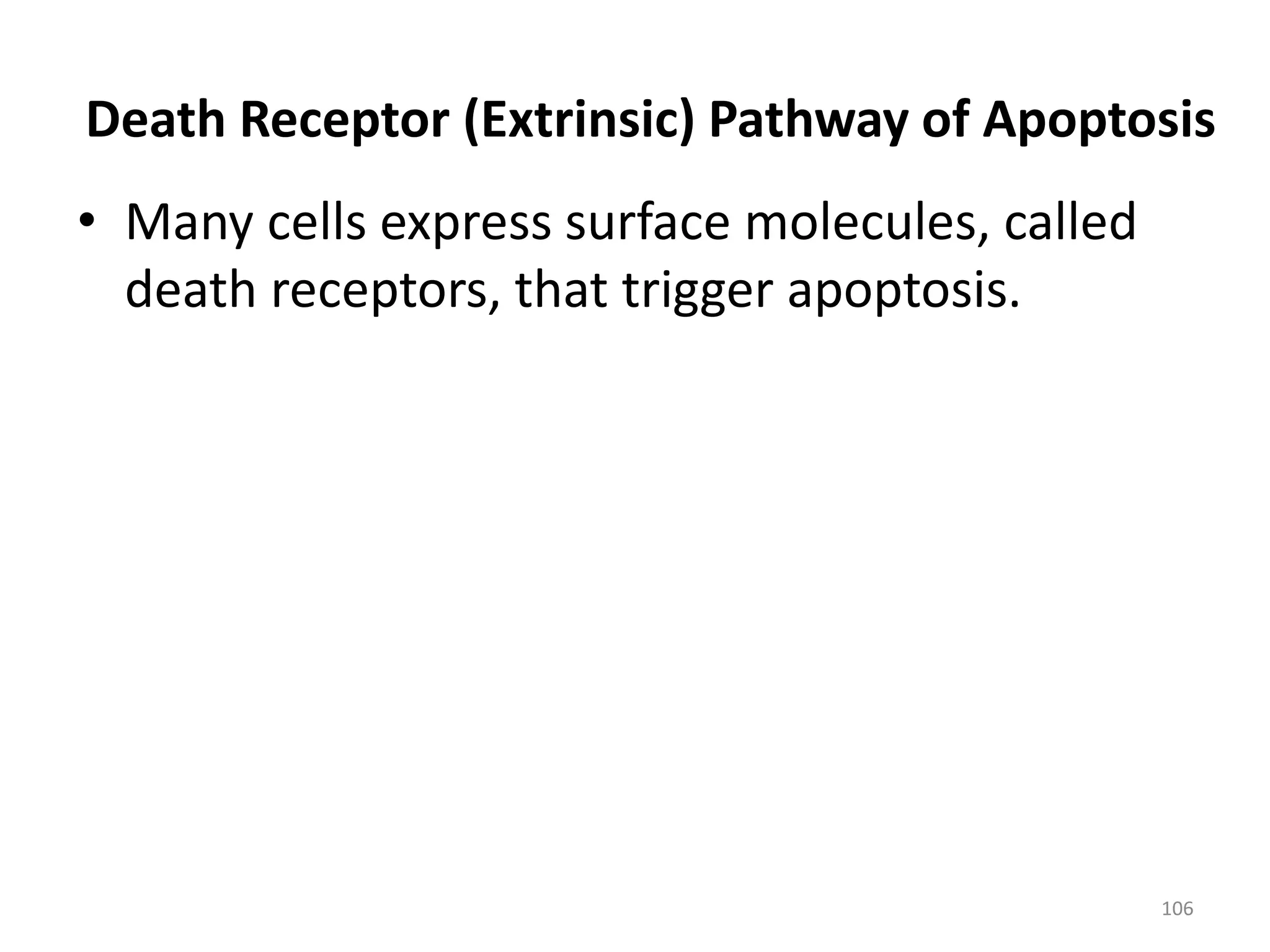 Death Receptor (Extrinsic) Pathway of Apoptosis
• Many cells express surface molecules, called
death receptors, that trigger apoptosis.
106
 