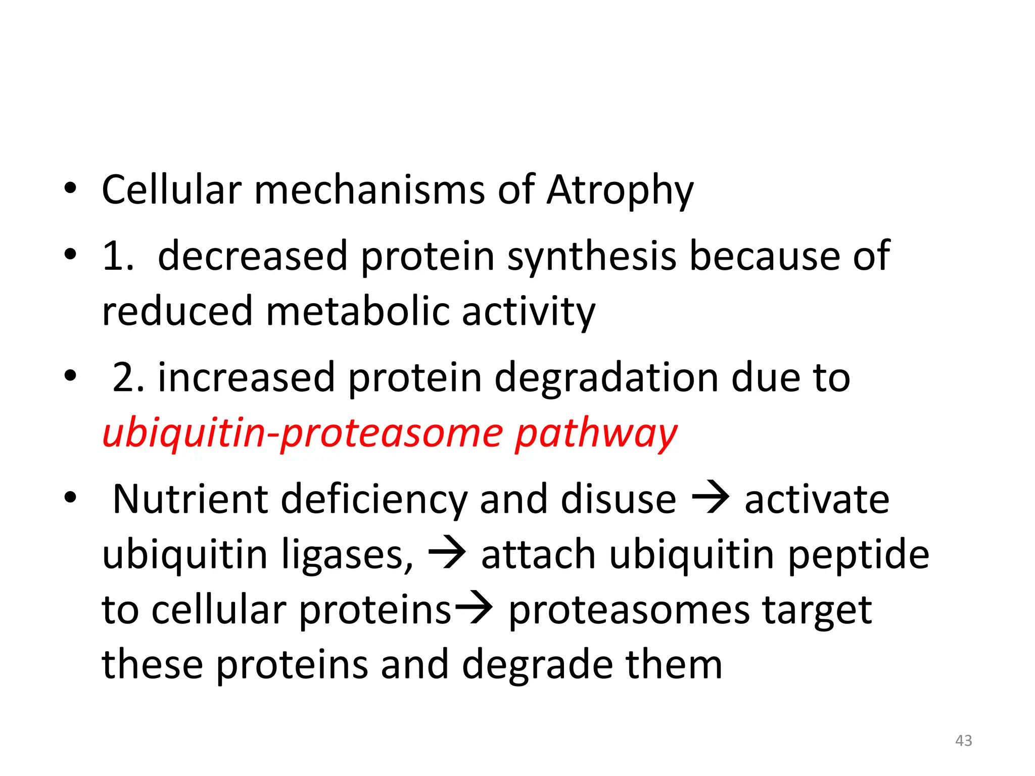 • Cellular mechanisms of Atrophy
• 1. decreased protein synthesis because of
reduced metabolic activity
• 2. increased protein degradation due to
ubiquitin-proteasome pathway
• Nutrient deficiency and disuse  activate
ubiquitin ligases,  attach ubiquitin peptide
to cellular proteins proteasomes target
these proteins and degrade them
43
 