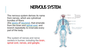 NERVOUSSYSTEM
The nervous system derives its name
from nerves, which are cylindrical
bundles of fibers
(the axons of neurons), that emanate
from the brain and spinal cord, and
branch repeatedly to innervate every
part of the body.
The system of nerves and nerve
centers in human, including the brain,
spinal cord, nerves, and ganglia.
 