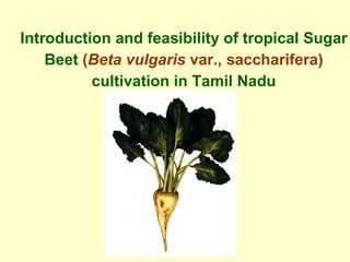 Introduction and feasibility of tropical Sugar
Beet (Beta vulgaris var., saccharifera)
cultivation in Tamil Nadu
 