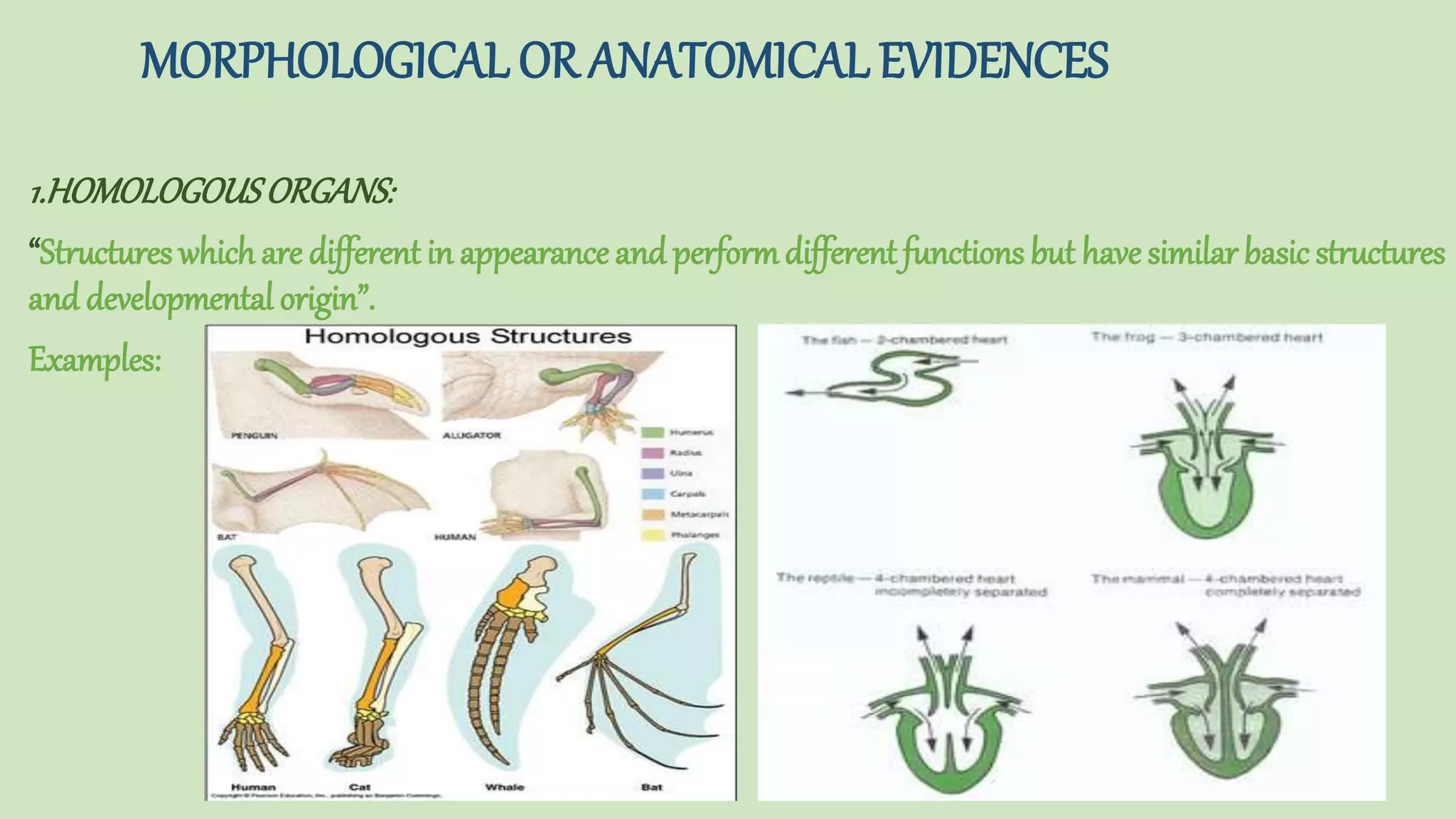 Introduction and importance of biological evolution | PPTX