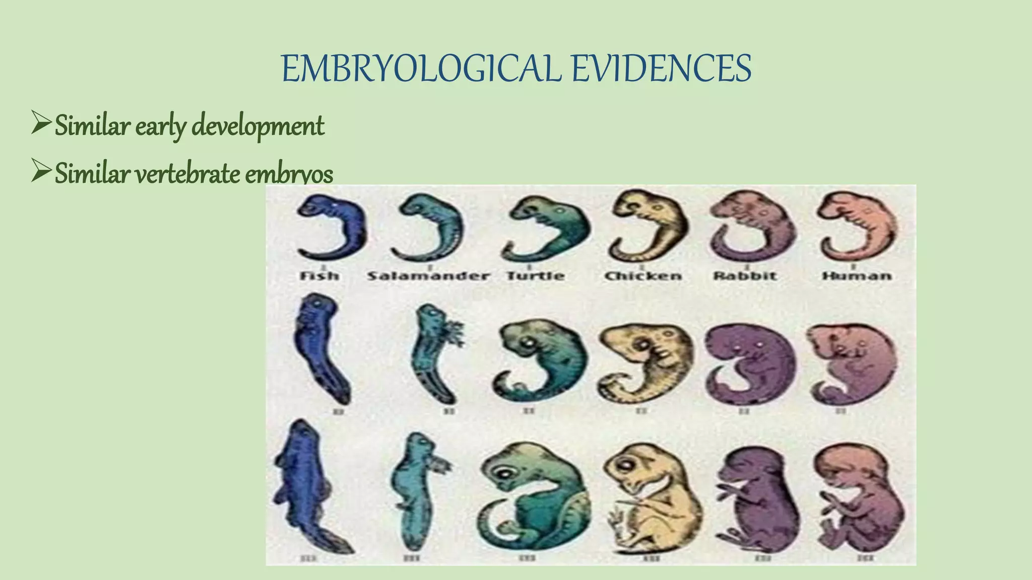 Introduction and importance of biological evolution | PPTX