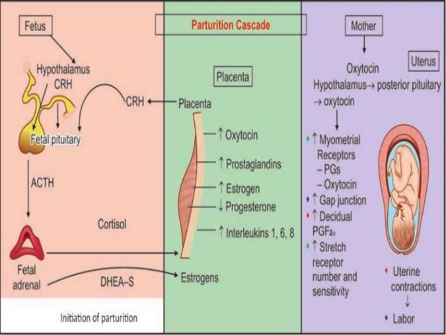 introduction and physiology of labor physiology of labor
