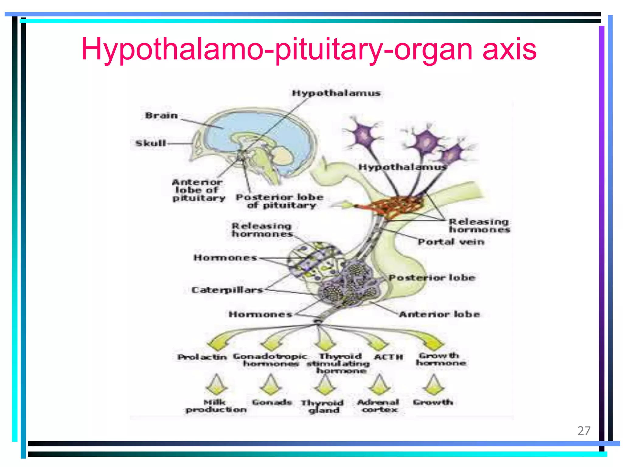 Introduction to endocrine system and pituitary gland | PPTX