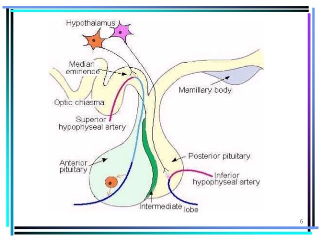 Introduction to endocrine system and pituitary gland