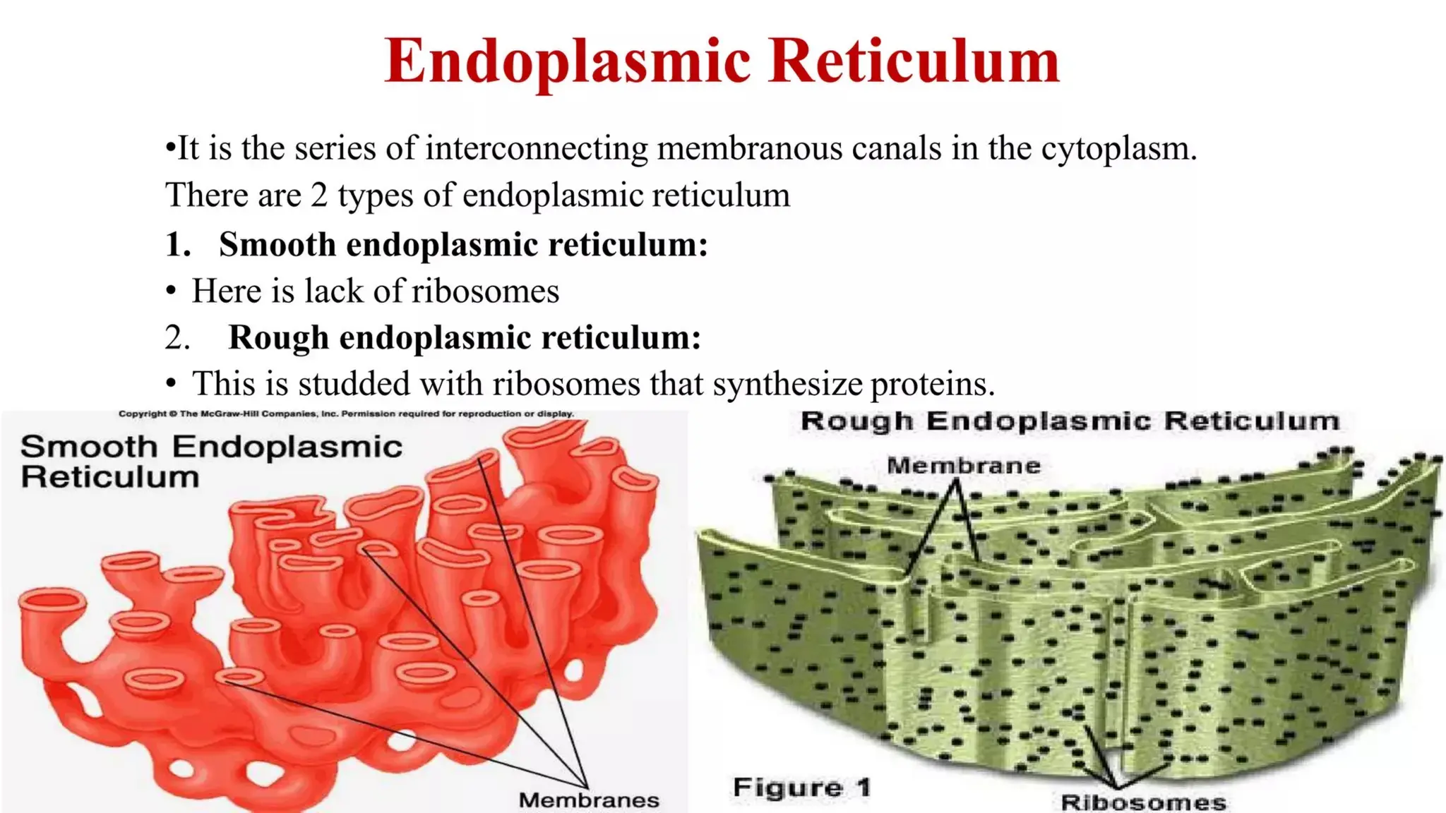 introductioon to pathology and the cell.