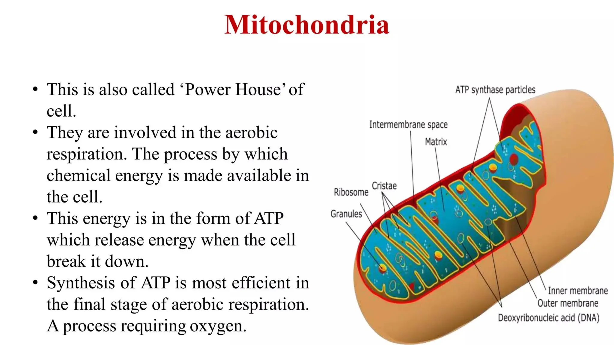 introductioon to pathology and the cell.