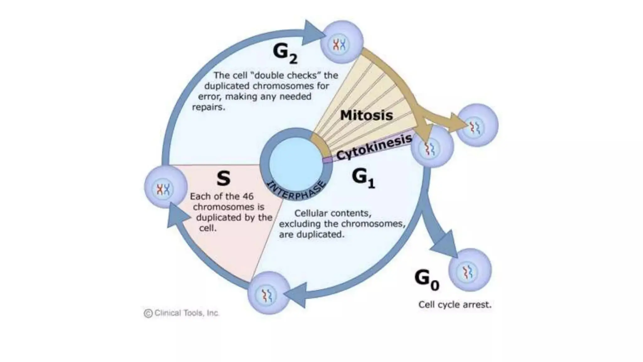 introductioon to pathology and the cell.