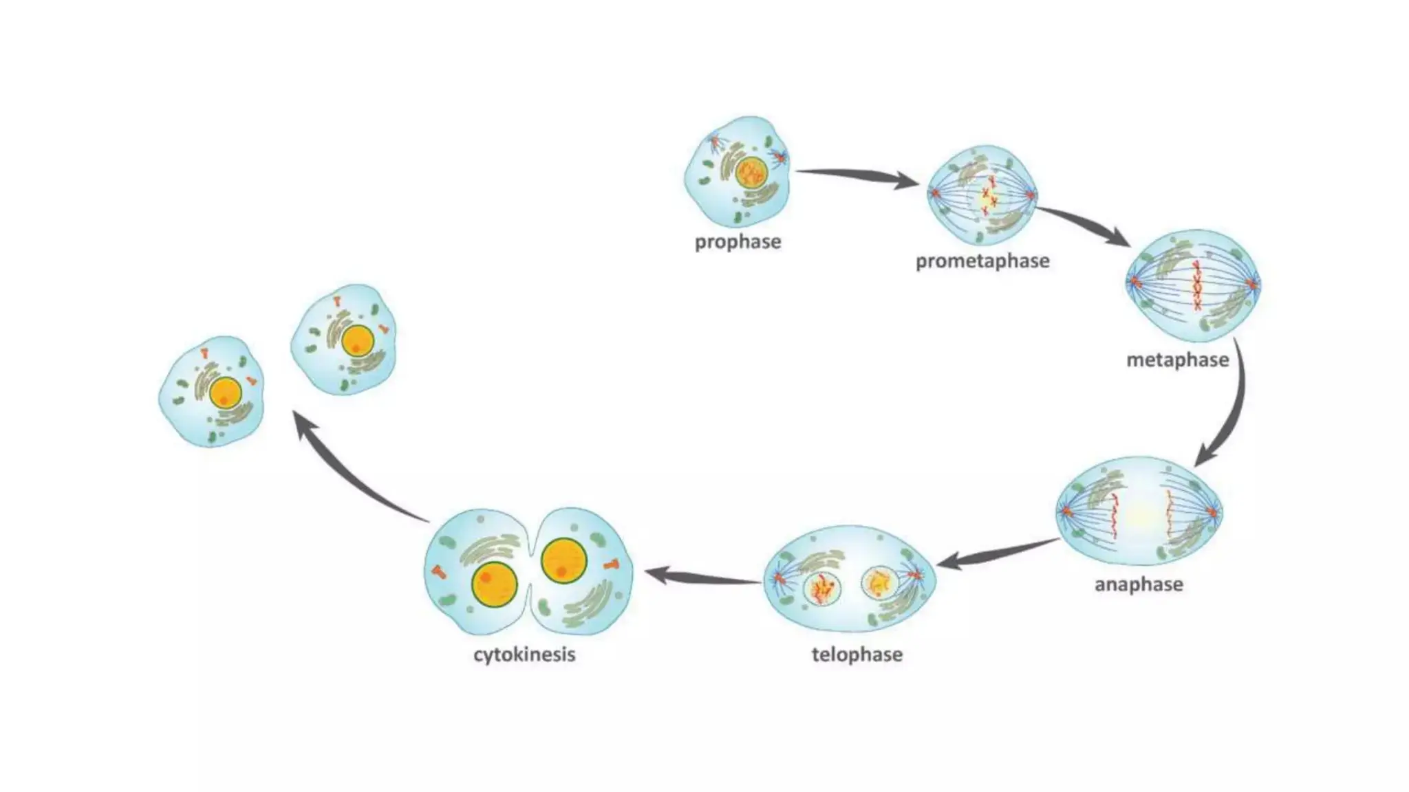 introductioon to pathology and the cell.